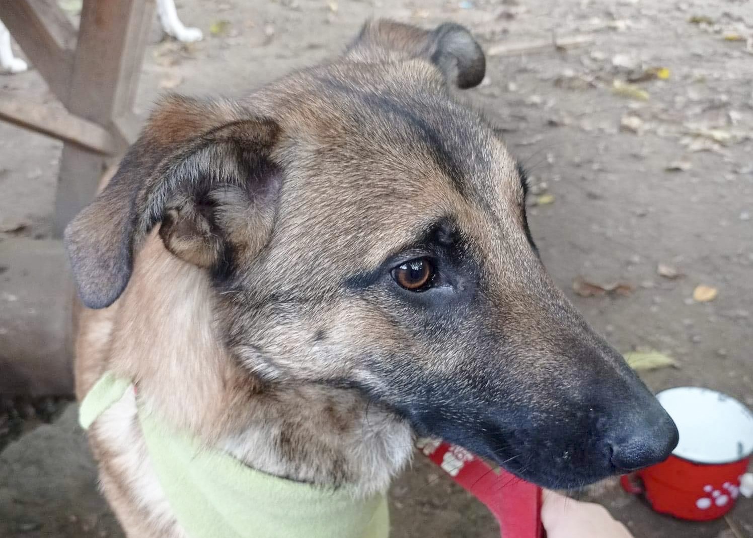moord Overtuiging Maladroit Honden die zijn gered - geluksvogels | Stichting Help een Hond