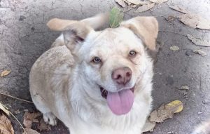 moord Overtuiging Maladroit Honden die zijn gered - geluksvogels | Stichting Help een Hond